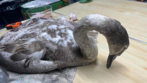 A brown and white cygnet sitting on a blanket with its head stooped and its black beak touching the floor.