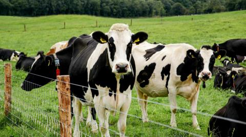 A herd of cows in a field are pictured standing around.