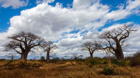 Four baobab trees under a blue sky with clouds, in the late afternoon sun, in an arid landscape in Balaka District, southern Malawi, Africa. Balaka District was heavily affected by the 2016 drought caused by El Nino.
