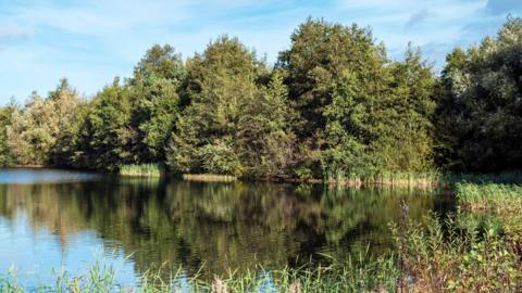 Trees reflecting on to a lake at a wetlands reserve, with reeds and shrubs coming out of the water.