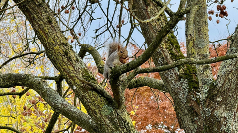 A squirrel is eating a nut in a tree in Coventry