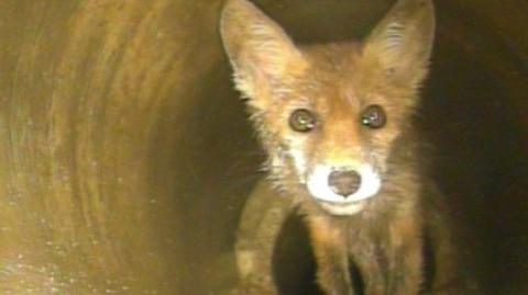 Fox cub in a drain in the dark lit up by a drain inspection camera.