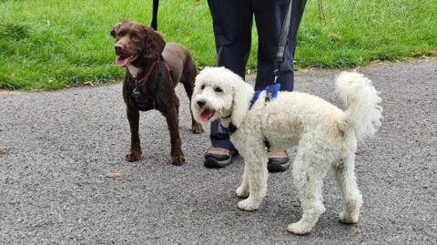 Two dogs on leads the one of the left is brown , the one on the right is white and has a fluffy coat.