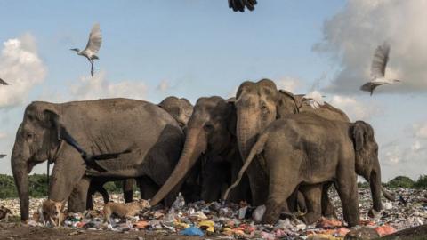 elephants in dump