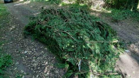 Conifer branches in the middle of lane