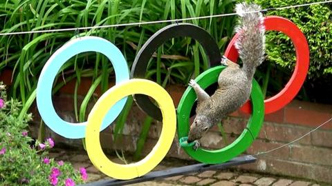 Squirrel climbing on Olympic rings