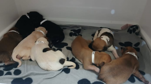 White, brown and black puppies huddled together on a mat with a paw print pattern on it.