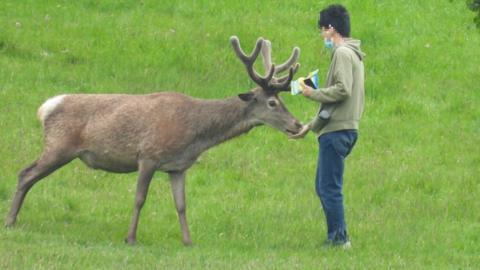 Man feeding a deer