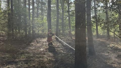 A firefighter hoses down land in woods.
