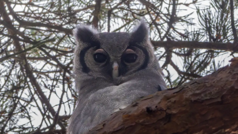 A Verreaux's eagle owl - a large grey owl with a black curved stripe on either side of its eyes is sat on a branch looking directly at the camera