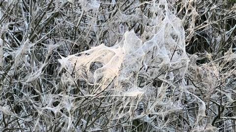 White webbing created by caterpillars in a tree. The webbing is likened to cobwebs. 