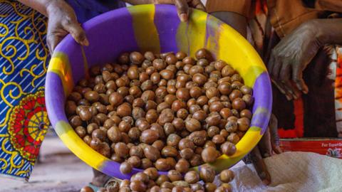 Hands of African women pouring shea nuts on a sack after harvest.