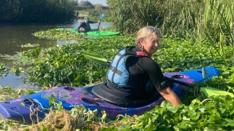 Two people in two different canoes surrounded by a floating weed in a river which has trees and reeds on either side.