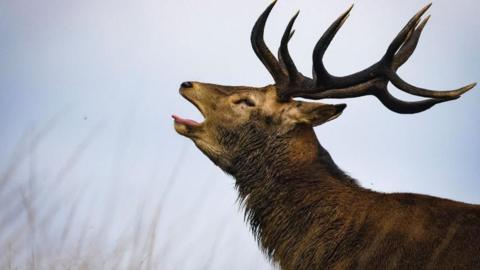 A close-up profile view of a large red deer stag with impressive dark antlers, tilting its head back with its mouth open and tongue poking out against an overcast sky.