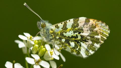 A orange-tip butterfly resting one some white flowers.
