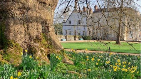 At Mottisfont daffodils in bloom under trees with the house seen in the background.