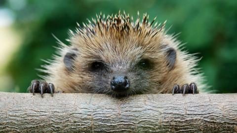 Hedgehog looking over a branch
