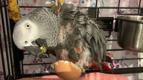 African grey parrot, Jesse