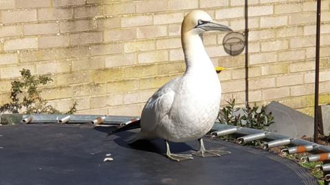 Gannet on trampoline