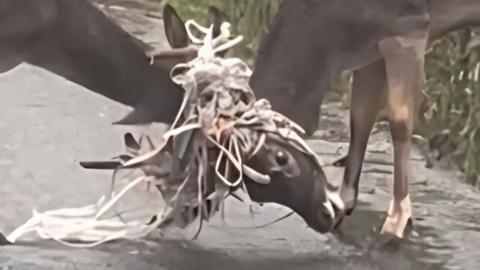 Deer in netting