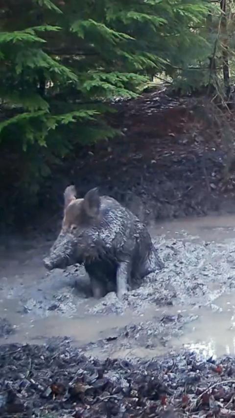 A wild boar sits in a big mud puddle in a forest