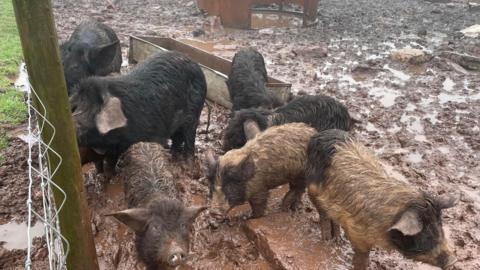 Seven pigs standing in thick mud next to a wire fence