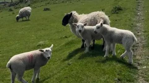 A close-up of a black and white sheep with three lamps in a field of green grass.