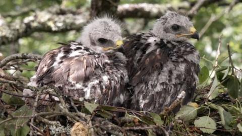 Two buzzard chicks.