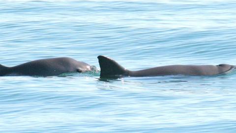 Vaquita porpoise, mother and calf