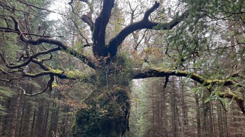 A large spooky-looking oak tree stands tall in a forest. It has wild branches and its trunk is covered in moss and lichens. 