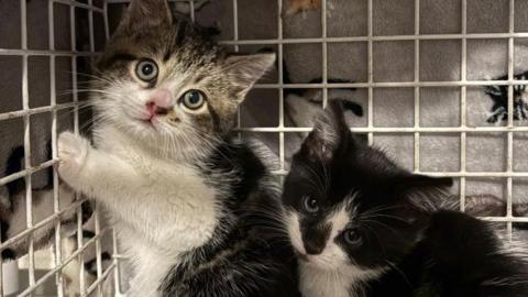 Two kittens sit close to each other in a cage