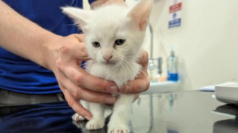 A small white kitten being held by rescue centre worker
