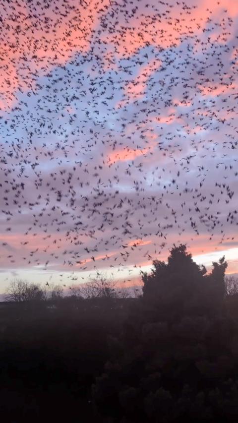 Birds flying through pink and purple sky at dusk