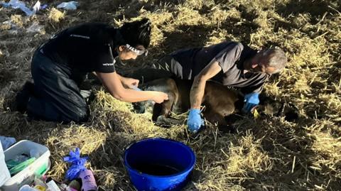 Image shows a farmer lying on the grass in a field, holding an injured calf, while a female vet administers an injection. 
