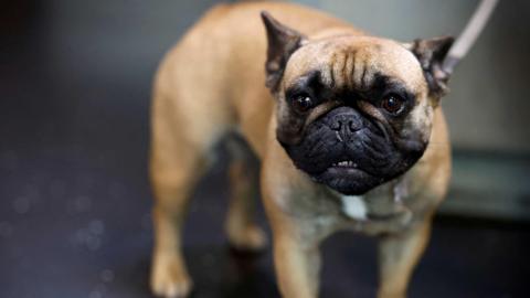 Generic stock image of one French bulldog