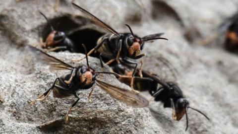 a close-up of a nest of hornets, showing five emerging from the nest towards the camera