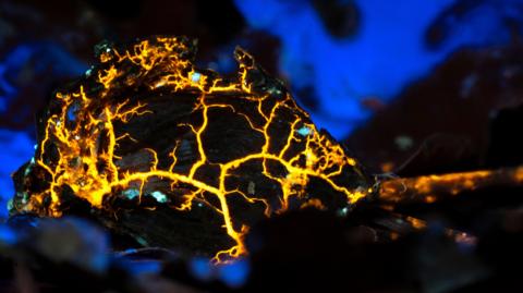 A Slime Mould under a UV light. Bright yellow forked lines run across a dark structure and blue patches glow in the background.