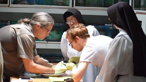 Two scientists and two nuns all look at a salamander who is being microchipped. 