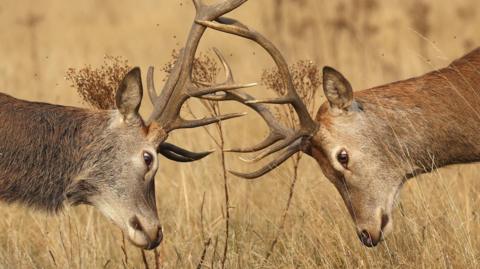 Two stags go head to head and clash antlers. They are pictured in a park, surrounded by long, yellowing grass.