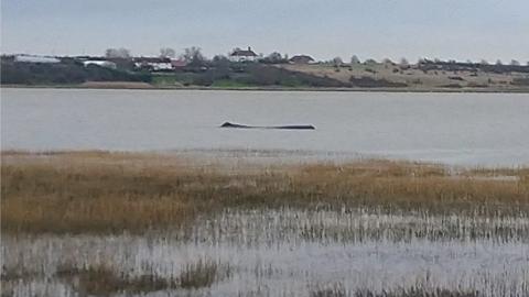 Whale in the Thames