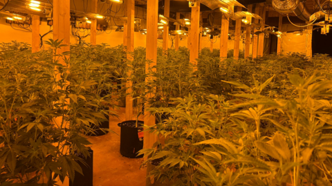 A large warehouse room full of cannabis plants. 