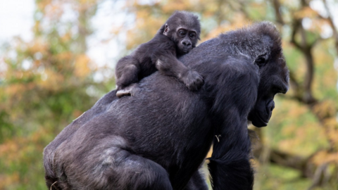 A small black Western lowland infant gorilla Hasani laying on the back of surrogate mum Kera at Bristol Zoo Gardens in Clifton. There are trees softly out of focus in the background.