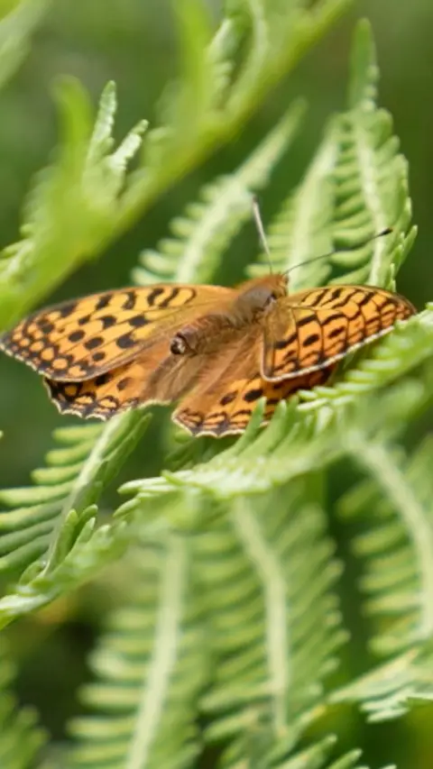 A yellow and brown butterfly