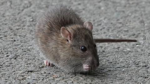 A close up image of a small brown rat on a grey gravel footpath