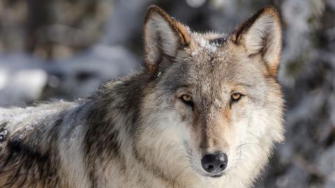 Wolf