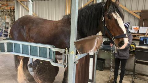 Large brown shire horse called Jojo inside a building with black sheep called Hetty stood underneath