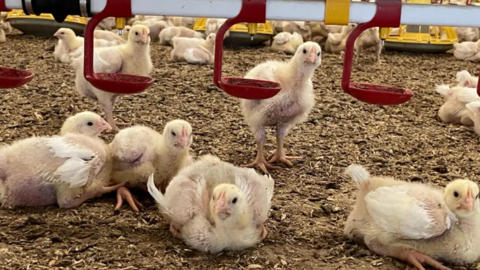 Young chicken roam around a well-lit indoor area with what looks like wood chipping on the ground and raised food bowls in front of them.