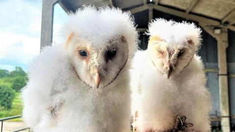Two barn owl chicks