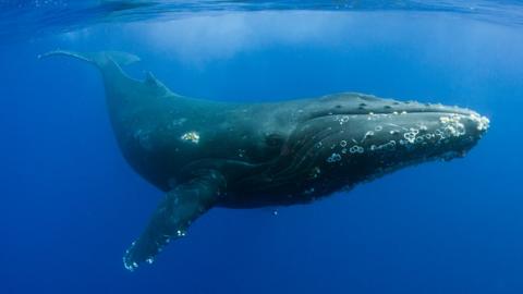 Humpback whale