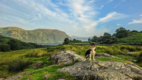 Dave, a white, black and brown sheepdog, standing on a rock looking to the left of the camera. He is standing in a grassy valley with a lake behind him in the distance. A large hill can be seen beyond the lake. The sky is blue with white wispy clouds. 